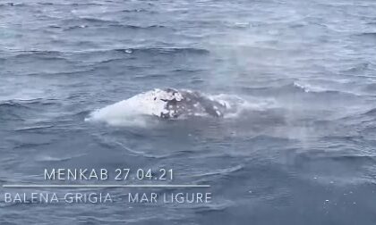 La balena grigia Wally nel Mar Ligure