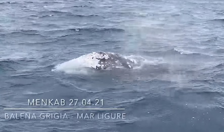 La balena grigia Wally nel Mar Ligure