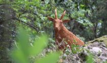 Alla ricerca degli animali intagliati, nuovo percorso nel Parco di Portofino