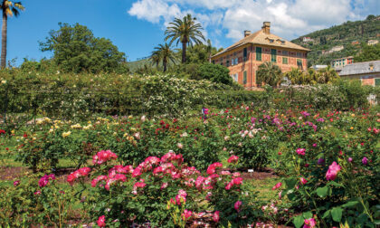 “La poetica dei fiori”, la mostra oggi e domani ai Parchi di Nervi