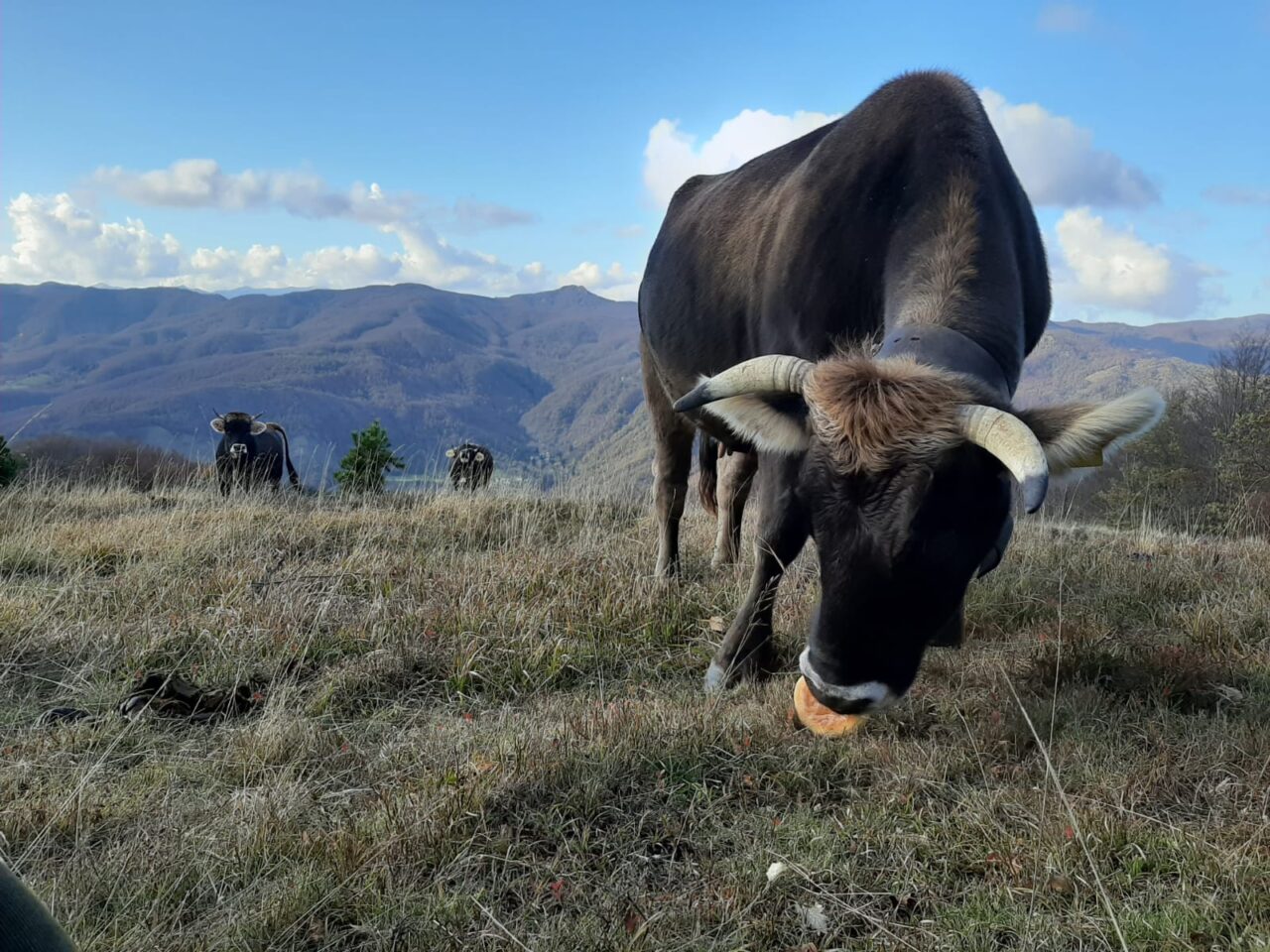 Tornano le escursioni nelle valli del Parco Aveto