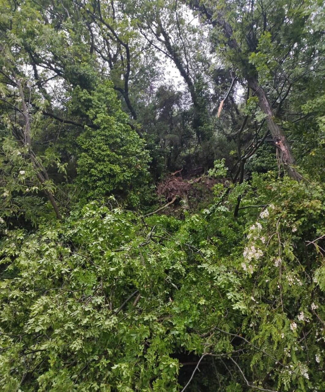 Strada chiusa da Loto a Cascine per caduta albero