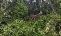 Strada chiusa da Loto a Cascine per caduta albero