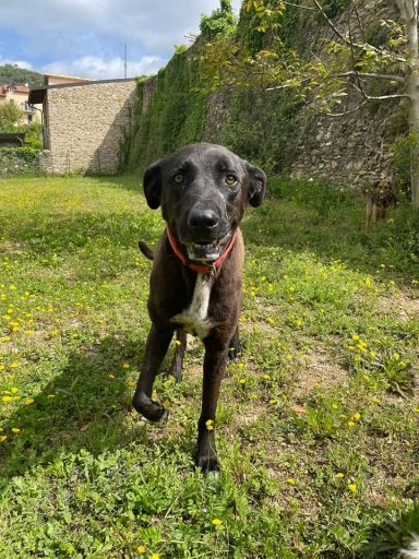 Volete adottare? Ecco Billy, cane dolce e pacato