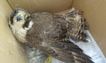 Recupero di Falco pellegrino, Lipu Tigullio ringrazia i CC Forestali