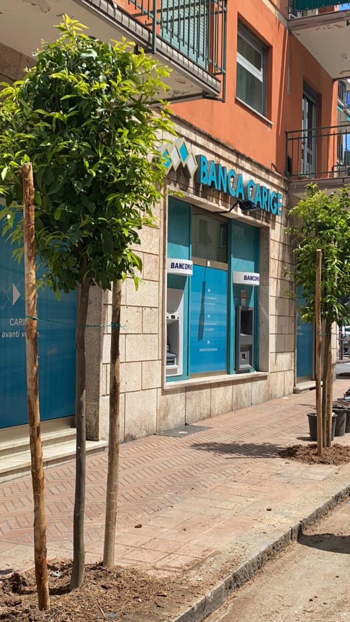 Recco, al via la sostituzione delle palme abbattute in via IV Novembre