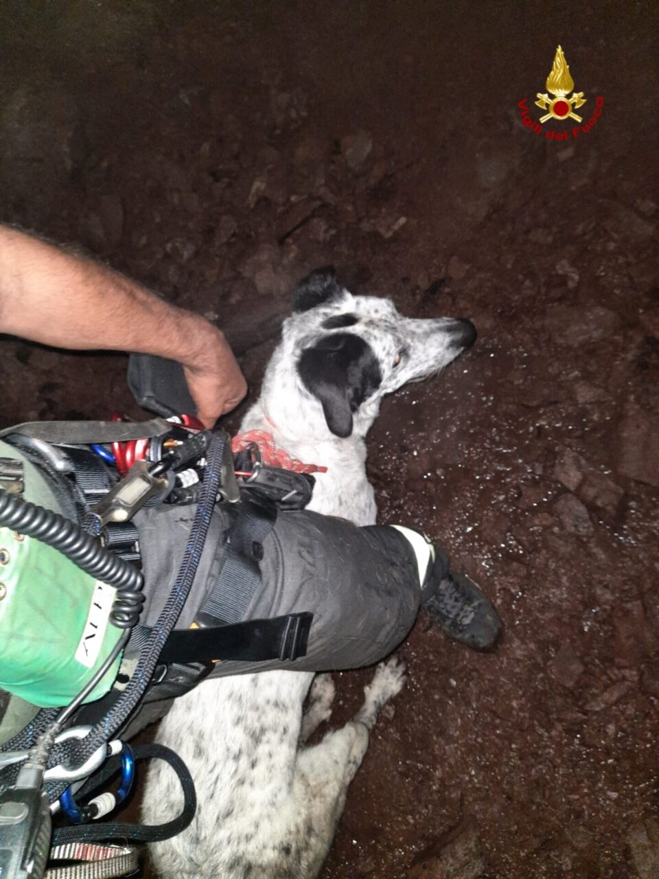 Ne, un cane cade in un pozzo. Ma dopo 2 ore è stato recuperato incolume