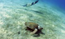 Alla ricerca delle tartarughe marine: il film premiato all'Inmare Film Festival di Camogli