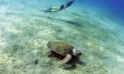 Alla ricerca delle tartarughe marine: il film premiato all'Inmare Film Festival di Camogli