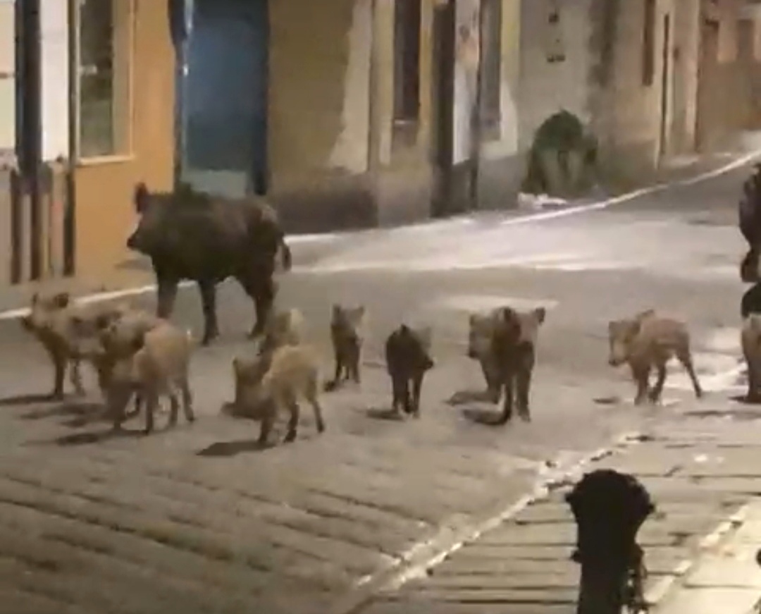 Famiglia di cinghiali a spasso per Santa: il video