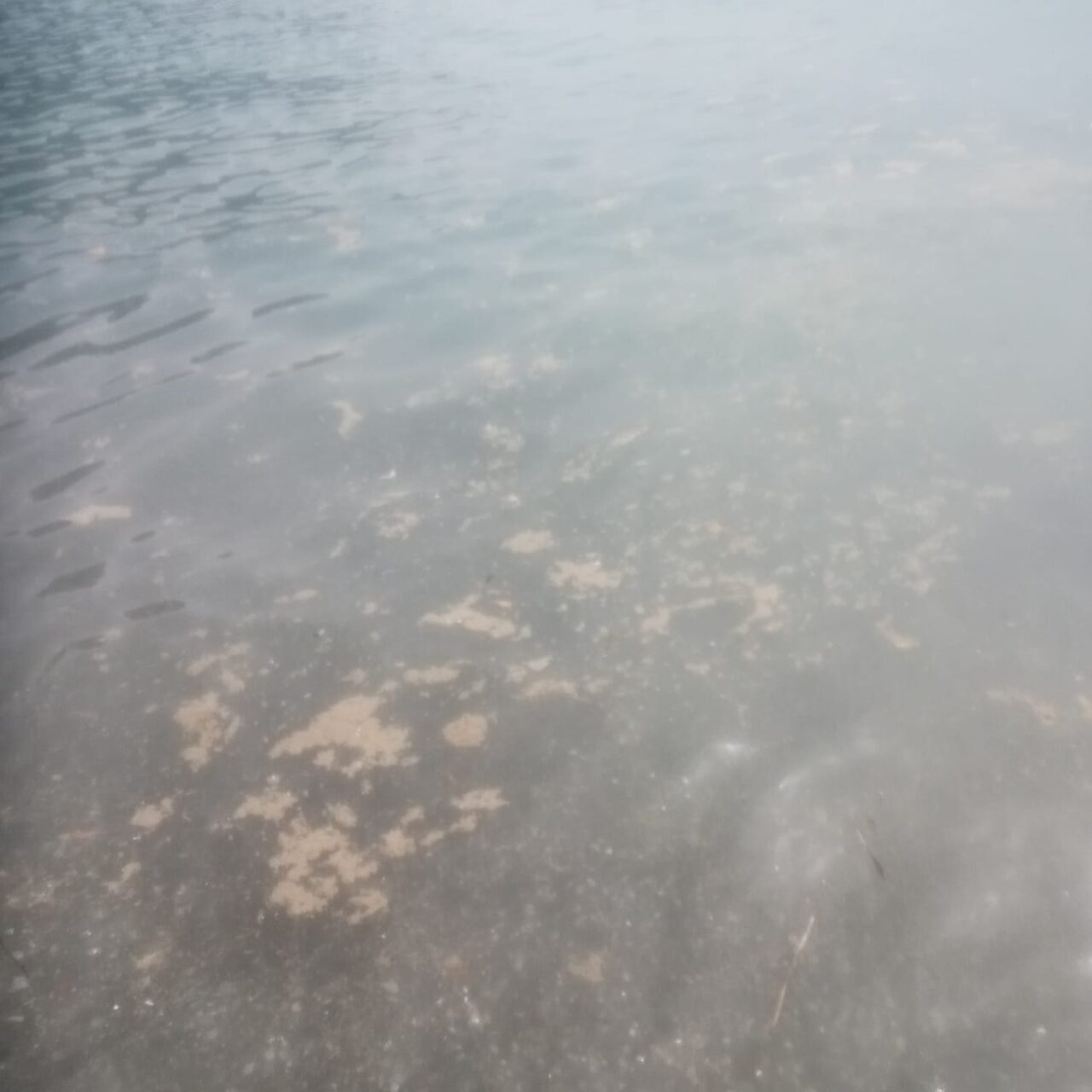 Inquinamento nel mare di Camogli, Pompei polemico: “Grazie al sindaco per questo successo!”