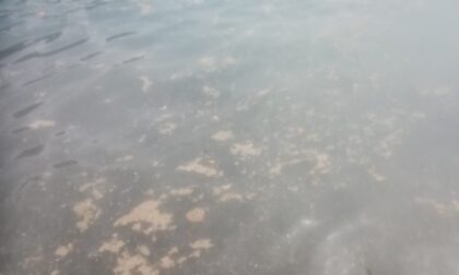Inquinamento nel mare di Camogli, Pompei polemico: "Grazie al sindaco per questo successo!"