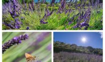 Dalla lavanda agli animali selvatici, i prossimi appuntamenti nel Parco