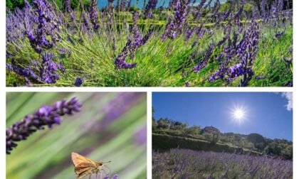 Dalla lavanda agli animali selvatici, i prossimi appuntamenti nel Parco