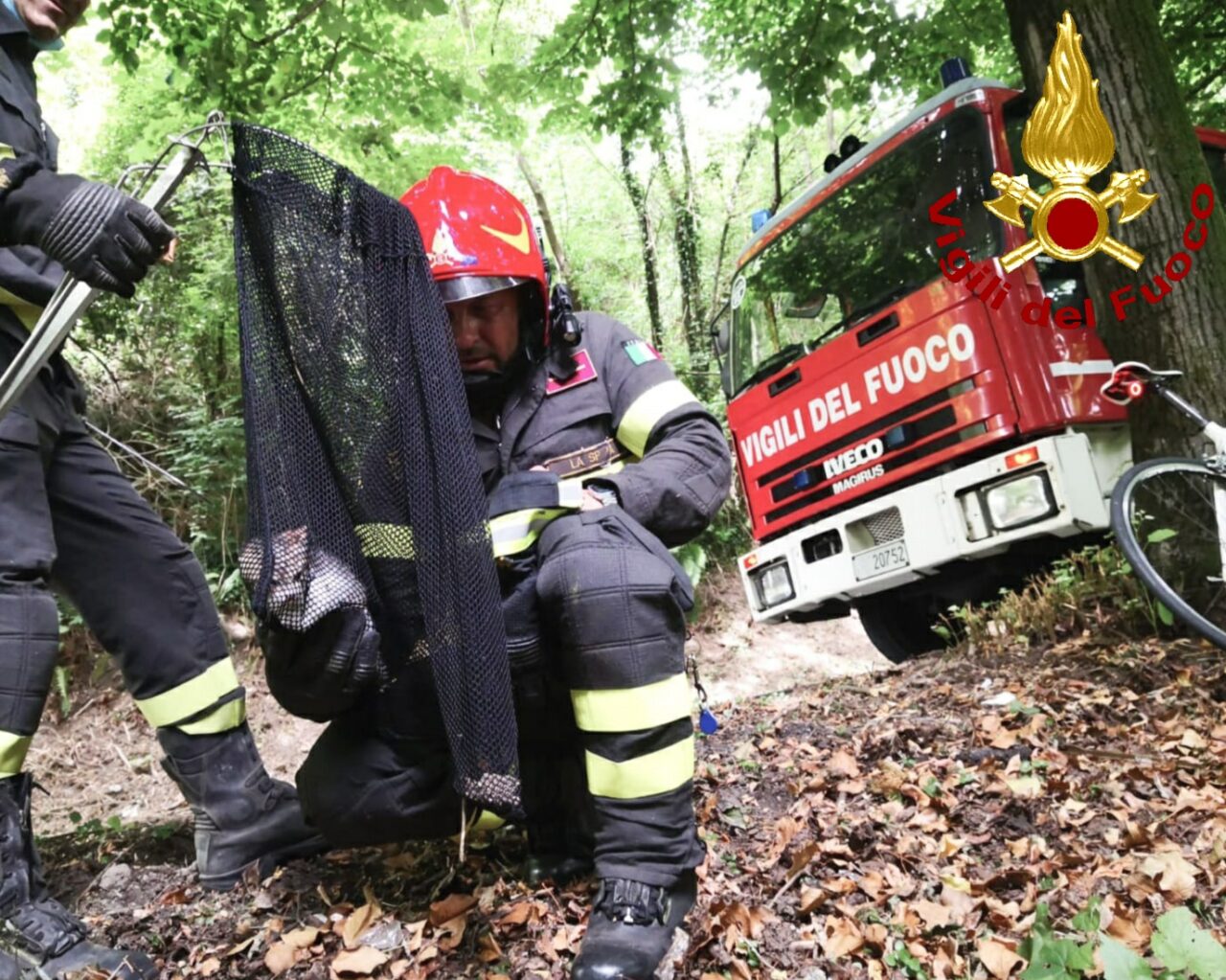 Gattino imprigionato nella vegetazione
