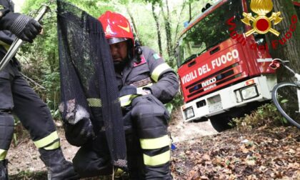 Gattino imprigionato nella vegetazione
