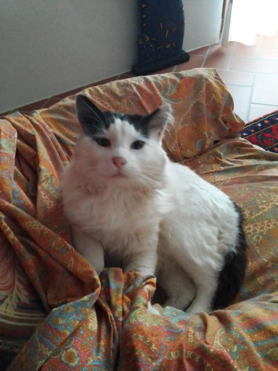 Chi l’ha visto? Rodolfo si è smarrito sul passo del Bracco