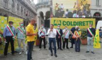 Covid: 70 mila cinghiali assediano la Liguria