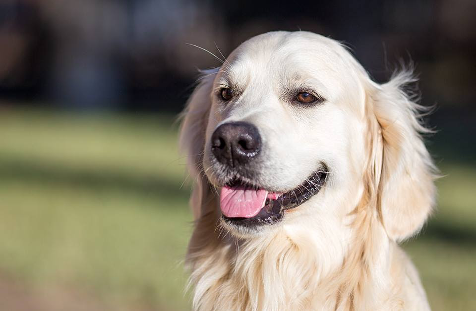 Premio Internazionale Fedeltà del Cane: la premiazione sarà lunedì 16 agosto