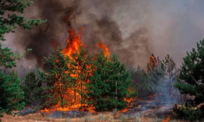 Incendi boschivi, Regione Liguria: dal 24 giugno scatta lo stato di grave pericolosità