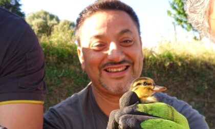 Otto piccoli anatroccoli salvati dai vigili del fuoco