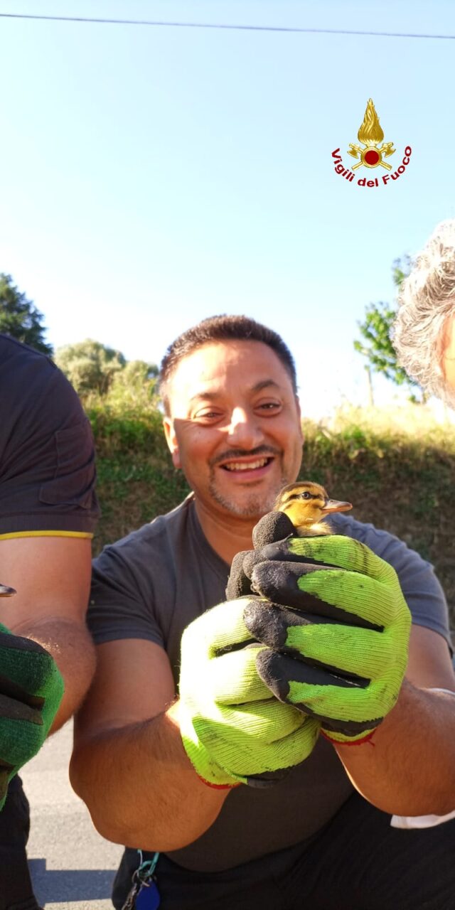 Otto piccoli anatroccoli salvati dai vigili del fuoco