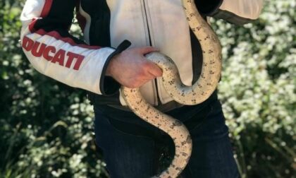 Boa in Fontanabuona, motociclista rischia di cadere