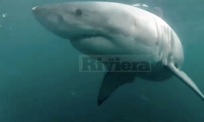 Avvistato uno squalo nelle acque di capo Ampelio, ma il video è un fake