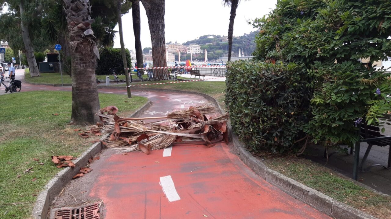Cadono due palme in piazza Sant’Antonio e sul lungomare, l’opposizione chiede interventi immediati