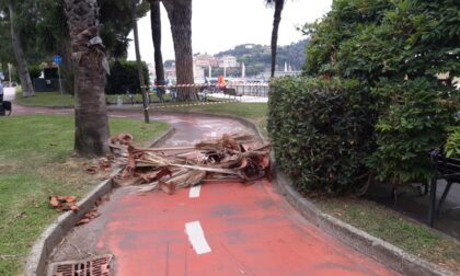 Cadono due palme in piazza Sant'Antonio e sul lungomare, l'opposizione chiede interventi immediati