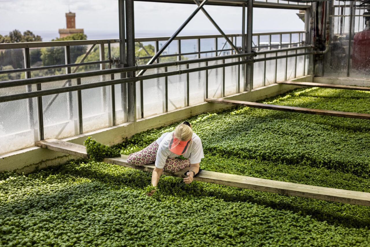 Slow Fish 2021: tra i protagonisti il Basilico Genovese Dop