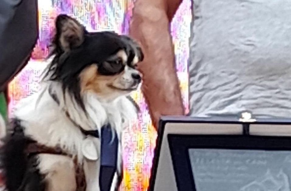 Ha vegliato per 4 giorni sulla padrona ferita, al cane Amon il Premio Fedeltà