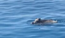 Un tuffo in mare anche... per il cinghiale