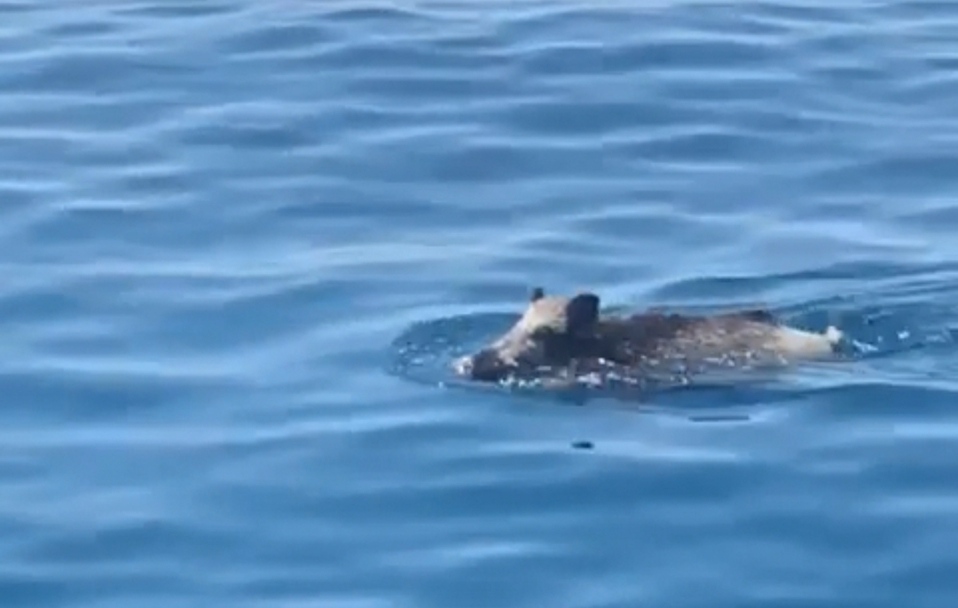 un tuffo in mare anche per il cinghiale prima il levante