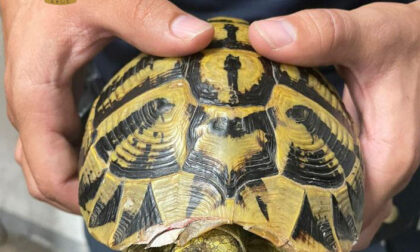 Maltratta una tartaruga sbattendola a terra: denunciato