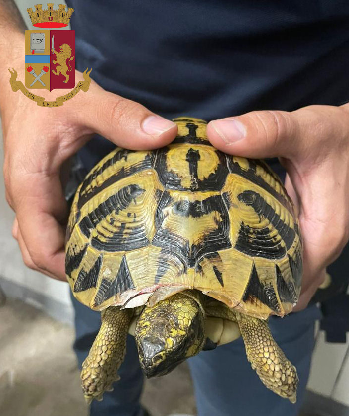 Maltratta una tartaruga sbattendola a terra: denunciato