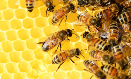 Mieli dei Parchi della Liguria, ecco  a chi sono state assegnate le tre api d'oro