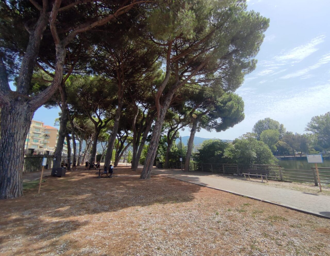 Sei pini malati abbattuti per evitare rischi