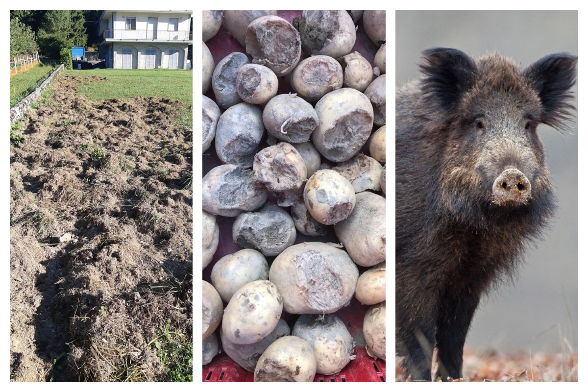 Azienda agricola di Rezzoaglio devastata dai cinghiali. Il grido di dolore di Luca Baratelli