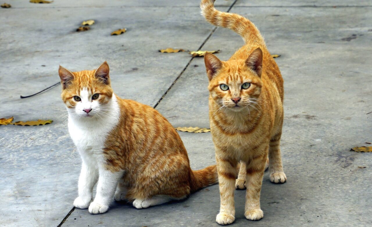 Aidaa: “Un progetto per trovare casa agli animali lasciati soli dai padroni defunti”