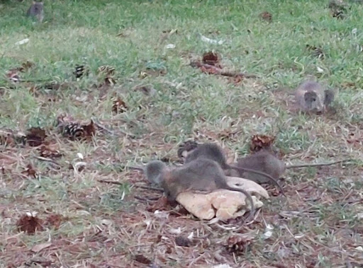 Obbligo di derattizzazione, il sindaco Gandolfo firma l’ordinanza