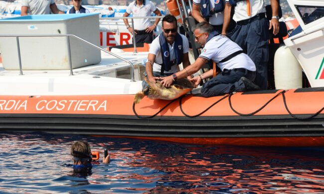 Liberata dopo le cure la tartaruga Vangelina
