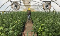 Coltivare cannabis per recuperare le serre e terreni abbandonati