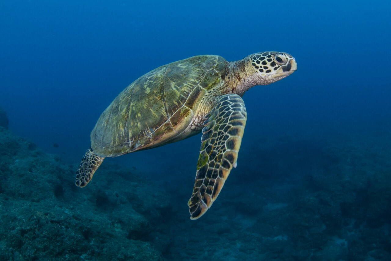 Ingerisce plastica, la tartaruga Tita ricoverata in prognosi riservata