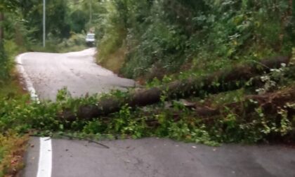 Albero crollato sulla strada intervento dei Vigili del Fuoco