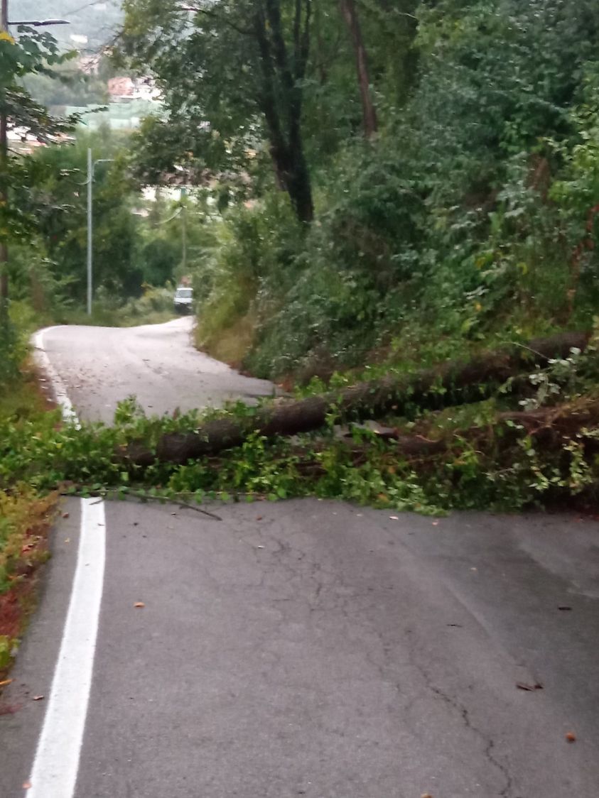 Albero crollato sulla strada intervento dei Vigili del Fuoco
