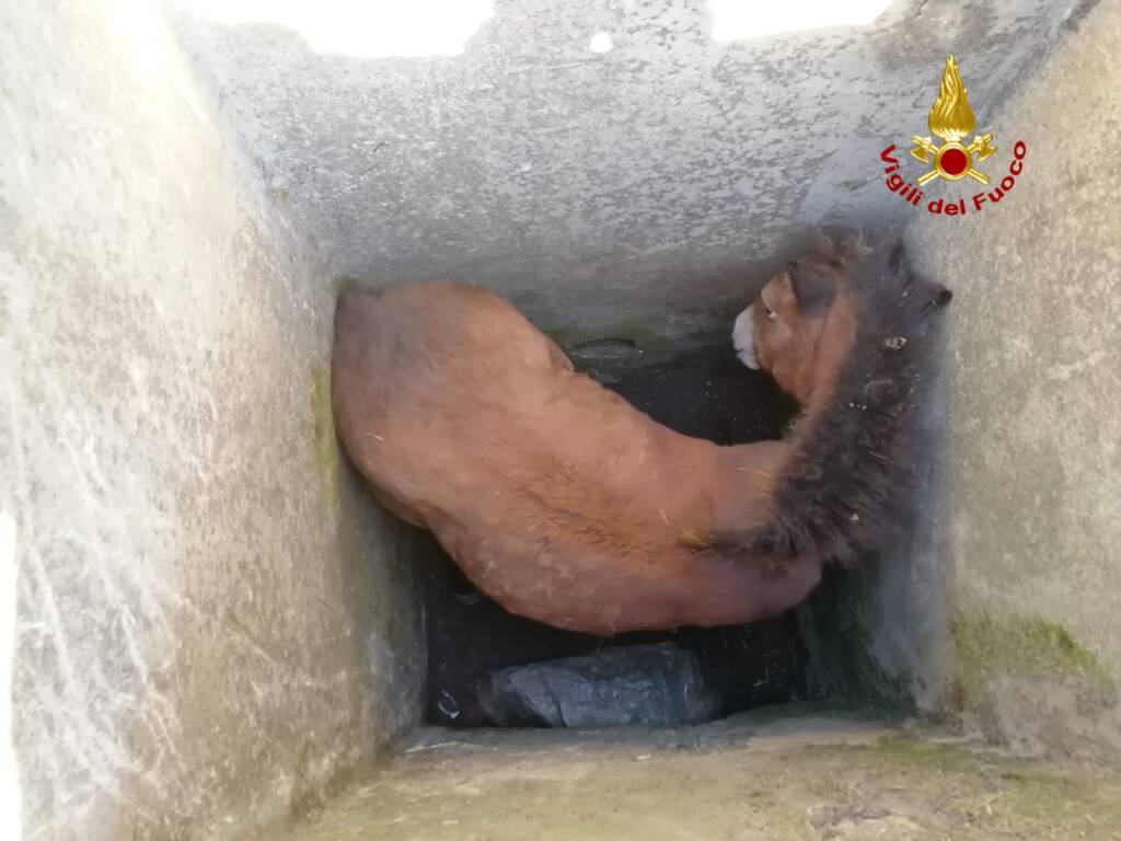 Puledro finisce nel pozzo, salvato dai Vigili del Fuoco