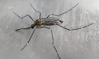 West Nile a Genova, scattano i controlli a Staglieno