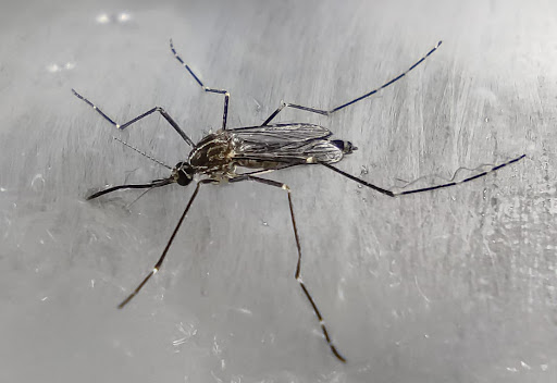 West Nile a Genova, scattano i controlli a Staglieno