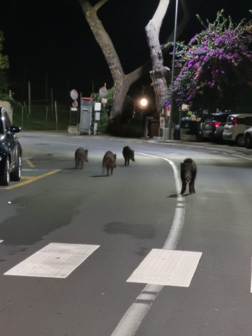 Cinghiali a spasso in circonvallazione a Chiavari